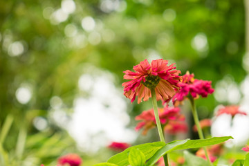 Close up of beautiful flowers in the botanic garden of National Zoo of Ho Chi Minh City, Vietnam