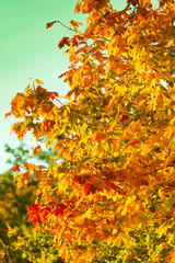 Yellow autumn leaves, fall branches