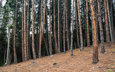 Pine forest inclined