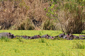 The African animals. Tanzania