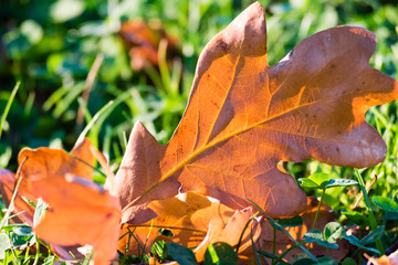 Autumn leaves of oak tree on the ground