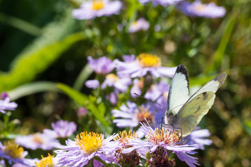 The cabbage butterfly sitting on a flower