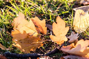 Autumn leaves of oak tree on the ground