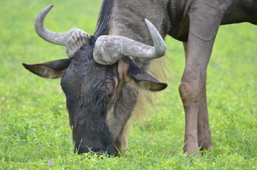 The African animals. Tanzania