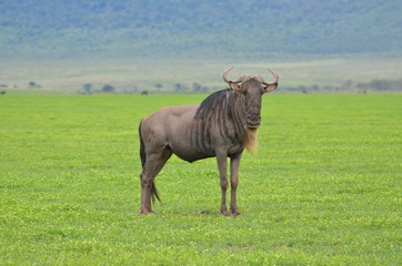 Fototapeta premium The African animals. Tanzania
