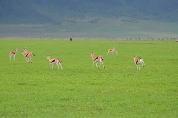 The African animals. Tanzania