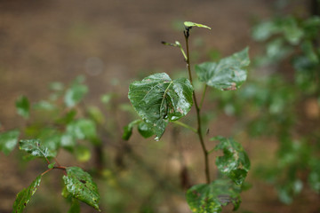 Мокрые зелёные листья