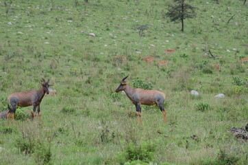 The African animals. Tanzania
