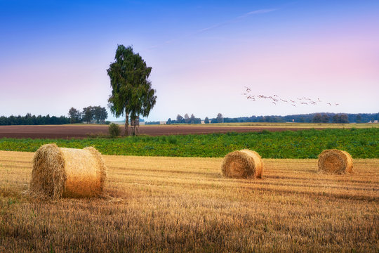 Flock of cranes over field of stubble. August countryside landscape. Masuria, Poland. © ysuel