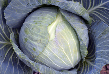 cabbage for salads in the ground is ripe for a salad in the garden