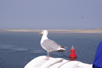 Seagull lost in Thoughts