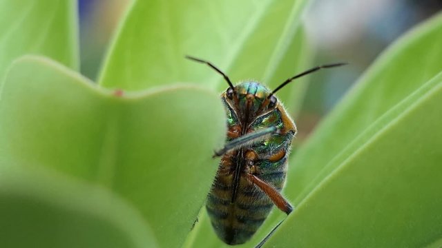 Insect as leaf beetles on green leaf in summer forest, macro 4k