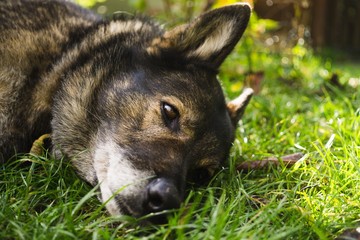 German Shepherd dog playing. Slovakia