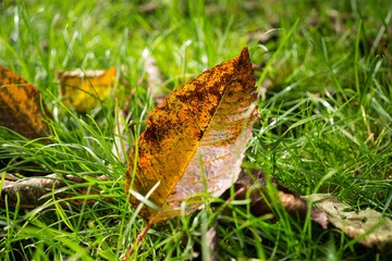 Autumn colorful leaves. Slovakia