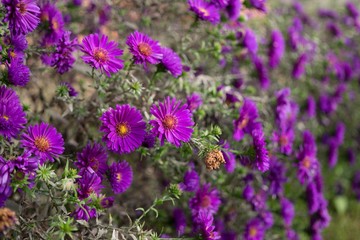 Obraz premium Purple Meadow flowers. Slovakia