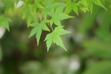 あおもみじ