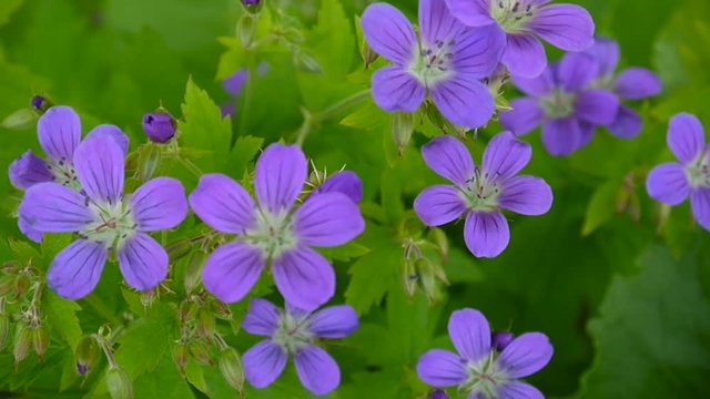Wild Cranesbill in summer in shadow. Geranium pratense close up footage shooting static camera.