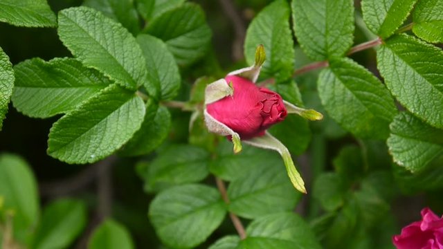 Pink rose Bud closeup. Video footage by a static camera.