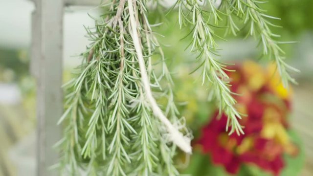 Vegetais e Plantas comest&iacute;veis