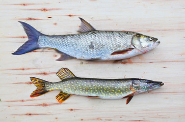 The Asp fish - Aspius Aspius and a Northern Pike - Esox Lucius. Fishing catch of predatory fishes.