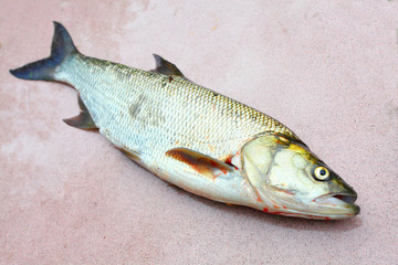 The Asp fish - Aspius Aspius. Fishing catch of predatory fish.