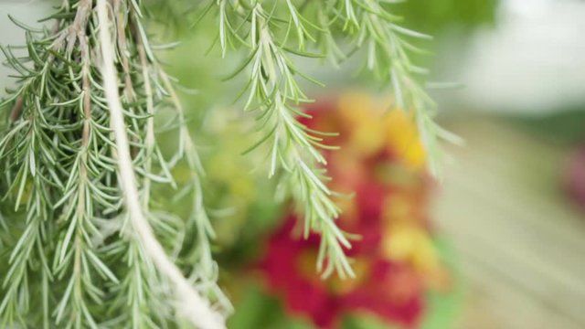 Vegetais e Plantas comest&iacute;veis