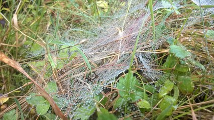 Web