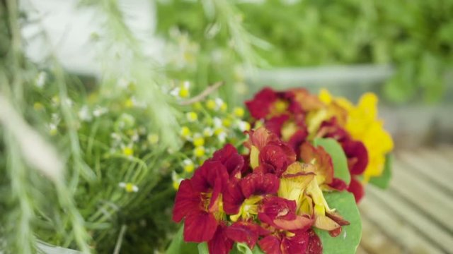 Vegetais e Plantas comest&iacute;veis
