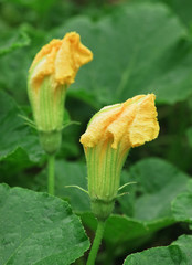 flower pumpkin with drops