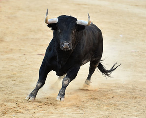 toro