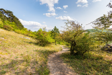 Path near the fields and meadow, agricultue, trees and bushes. Summer weather and blue sky