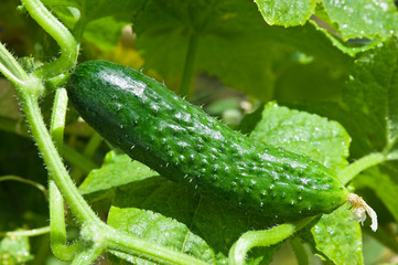 ripe cucumber in garden