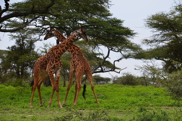 Naklejka na ściany i meble The African animals. Tanzania
