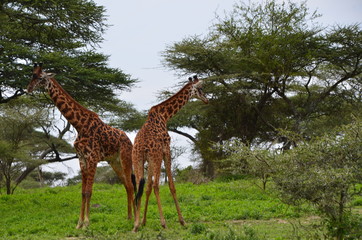 The African animals. Tanzania