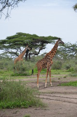 The African animals. Tanzania