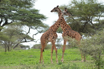 The African animals. Tanzania