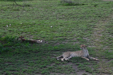The African animals. Tanzania