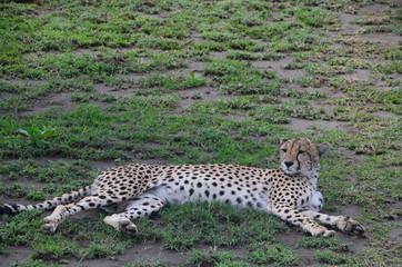 The African animals. Tanzania