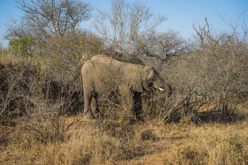 Obraz na płótnie Canvas African elephant standing up eating leaves