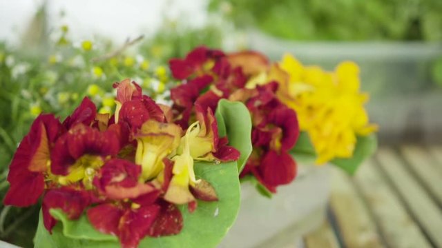 Vegetais e Plantas comest&iacute;veis