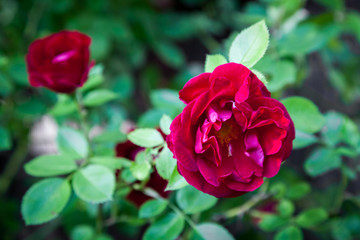Two red roses