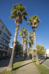 Fototapeta premium Manacor, Palma de Mallorca / Spain - October 7, 2017. Avenue of the palm trees, important way of Manacor.