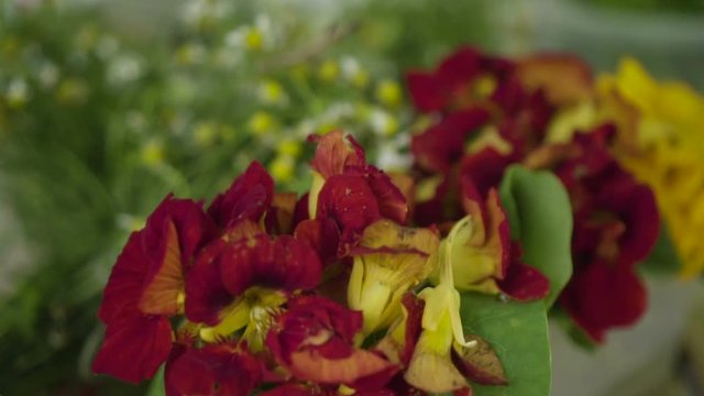 Vegetais e Plantas comest&iacute;veis