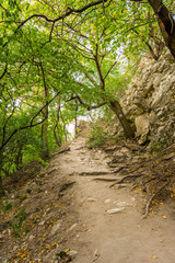 Magic forest with sun rays. Path in the forest, trees, grass and bushes. Magical colors.