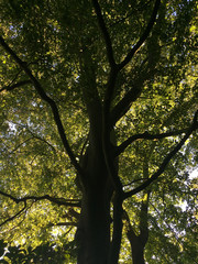 Beautiful Tree in Full Leaf