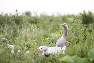 Goose family in the field with tall herbs
