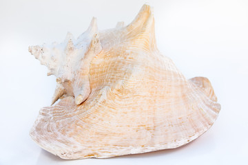 beautiful sea shell cowries, tropical sea and worm, isolated on white background. The whole body forms the whole shell. 