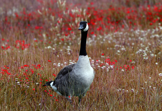 In the red field