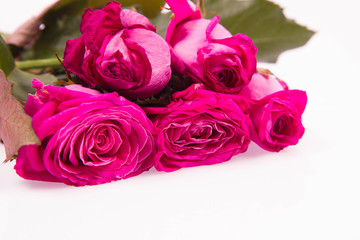 Romantic background: Pink roses on a white background