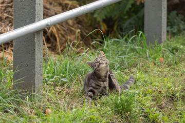 kleine Katze